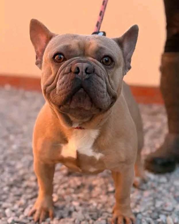 Post 1 by Carla Lane Animals In Need on Instagram (image)