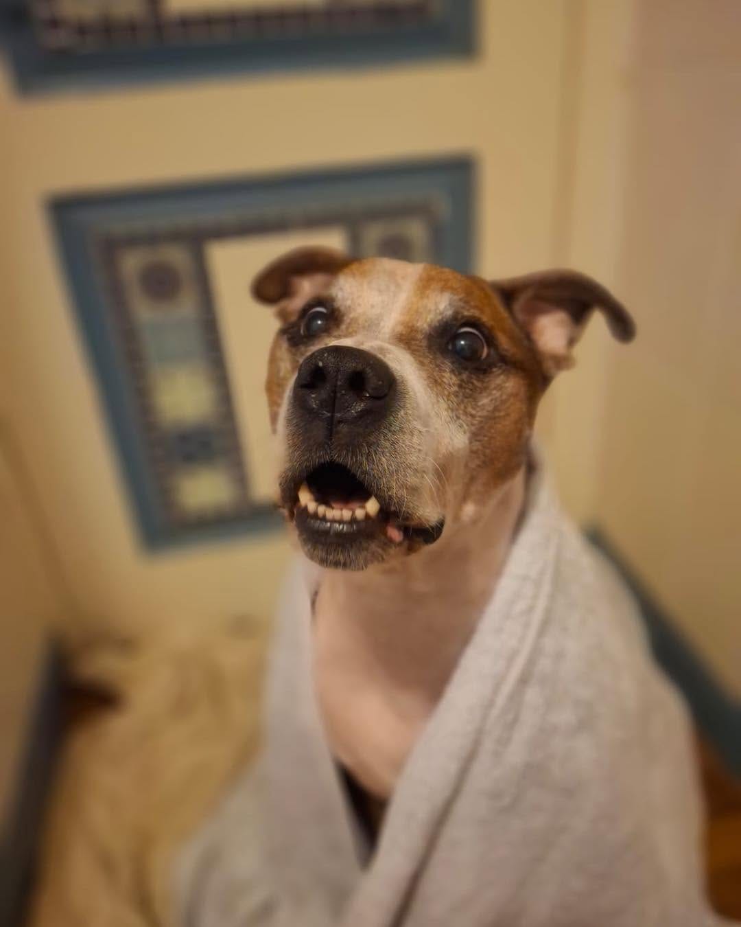 Post 5 by Carla Lane Animals In Need on Instagram (carousel)