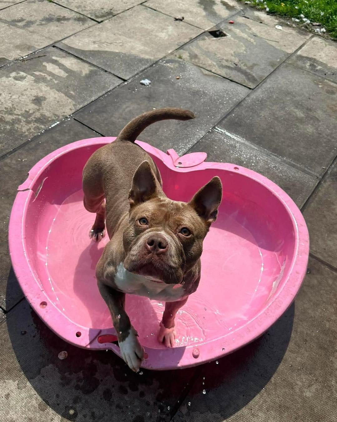 Post 2 by Carla Lane Animals In Need on Instagram (image)