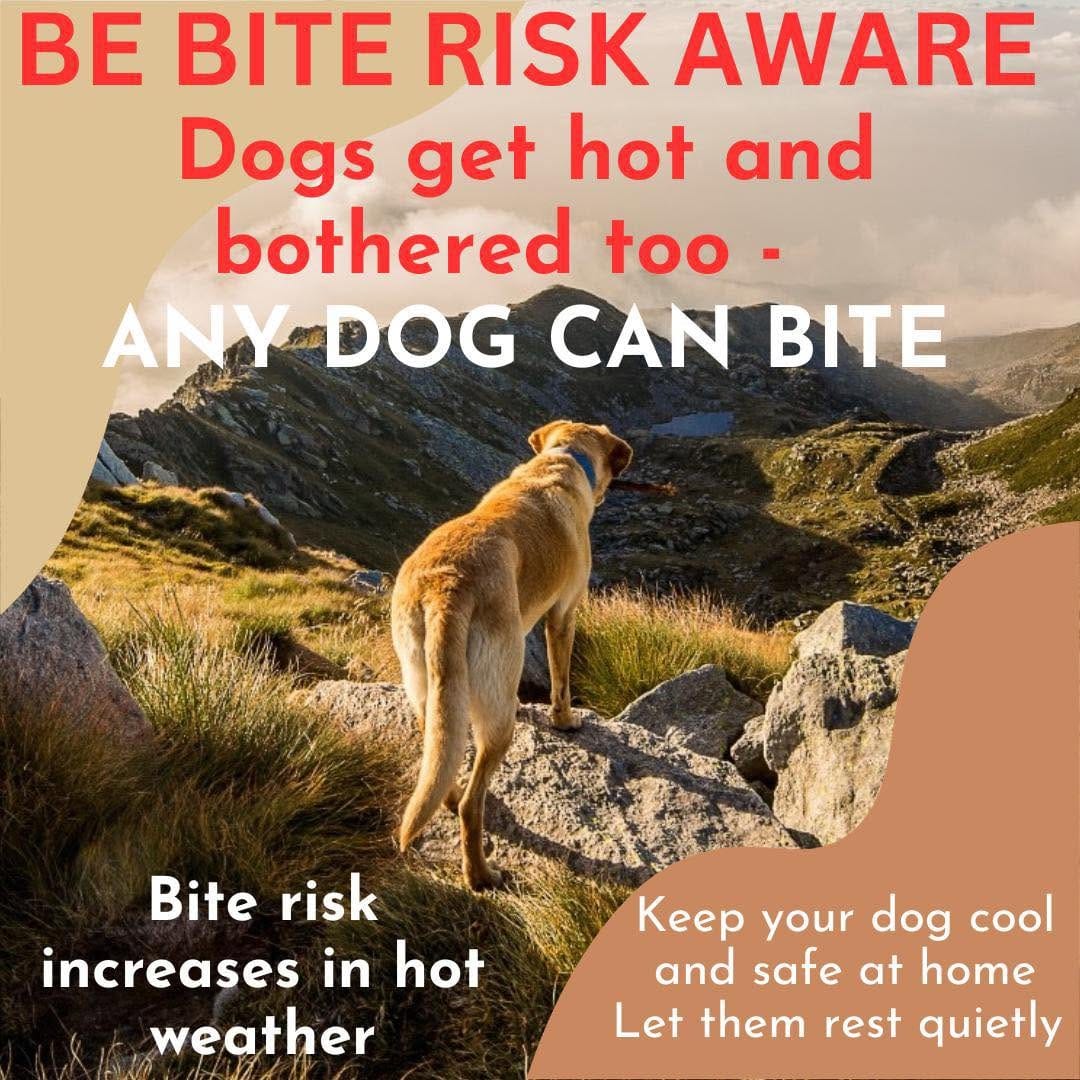 Post 9 by Carla Lane Animals In Need on Instagram (image)