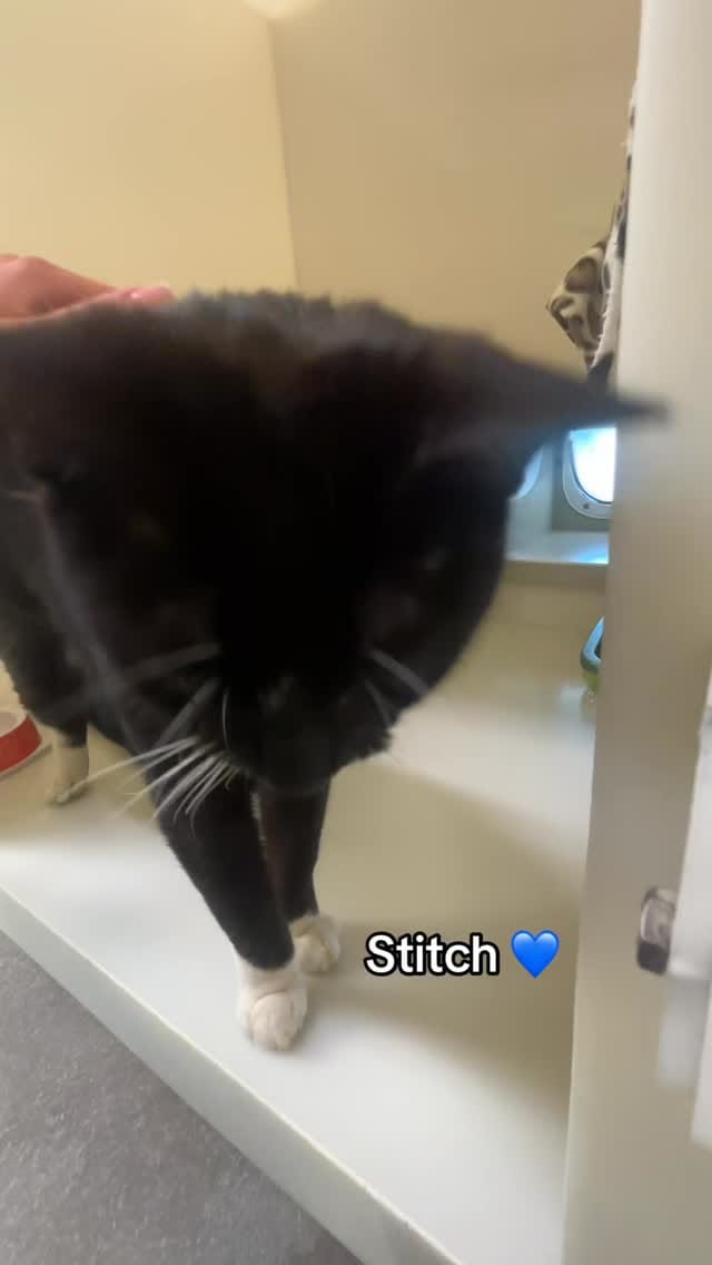 Post 1 by Danaher Animal Home on Instagram (video)