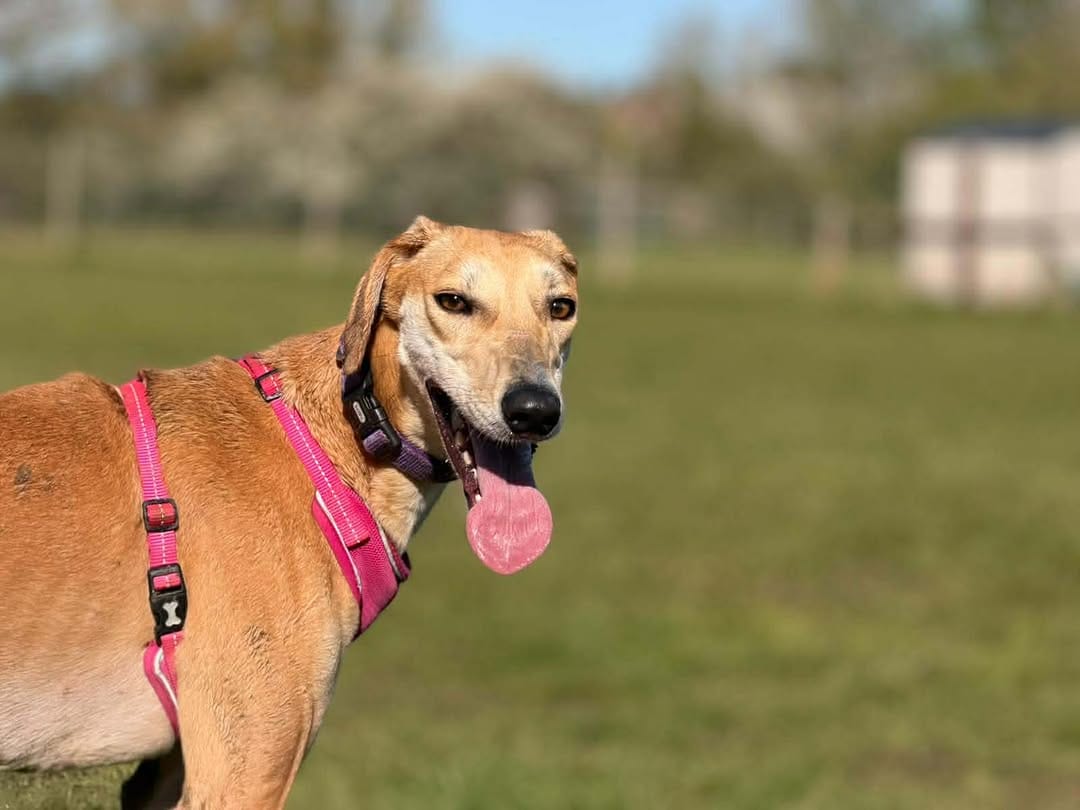 Post 8 by Danaher Animal Home on Instagram (image)