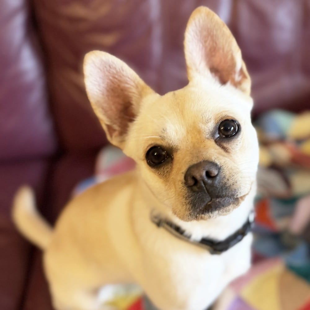 Post 2 by Danaher Animal Home on Instagram (image)
