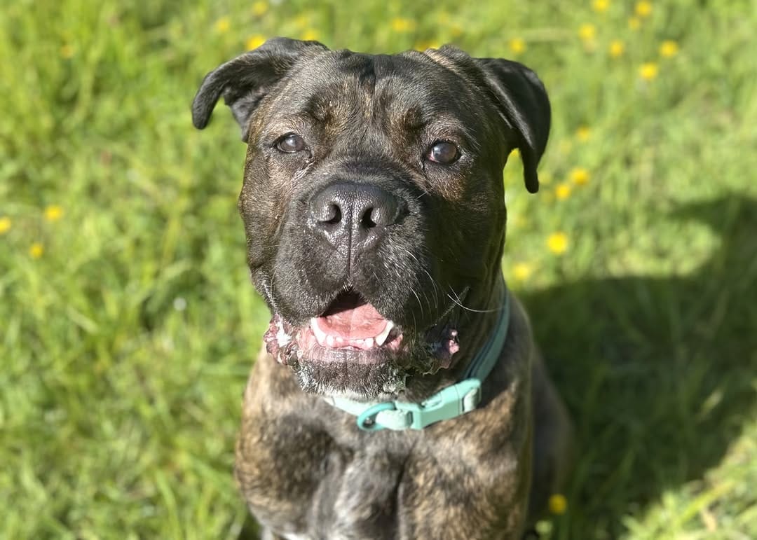 Post 4 by Danaher Animal Home on Instagram (image)