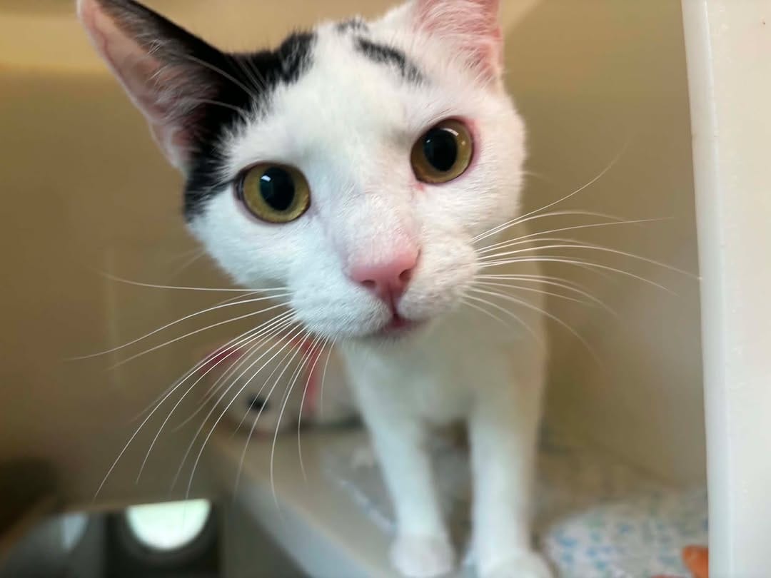 Post 10 by Danaher Animal Home on Instagram (image)