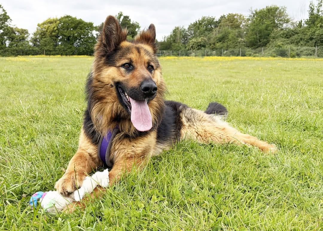 Post 3 by Danaher Animal Home on Instagram (image)