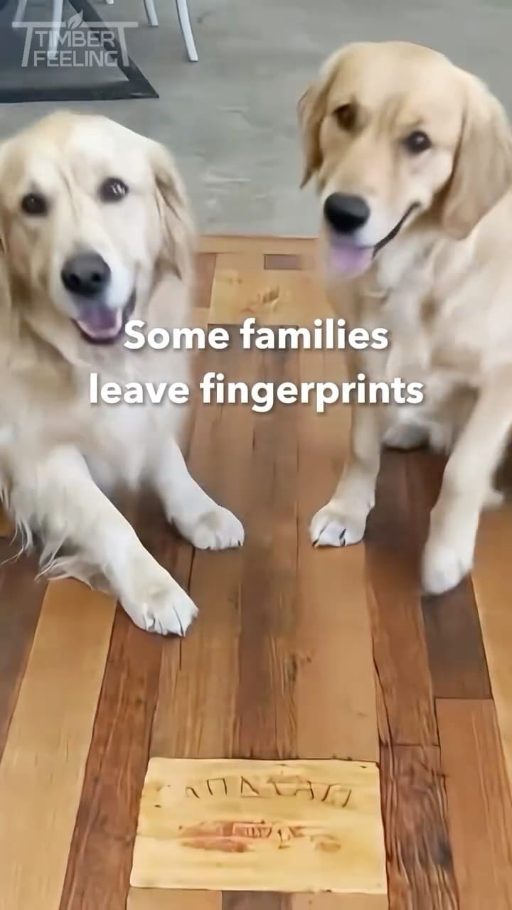 Post 3 by Timber Feeling on Instagram (video)