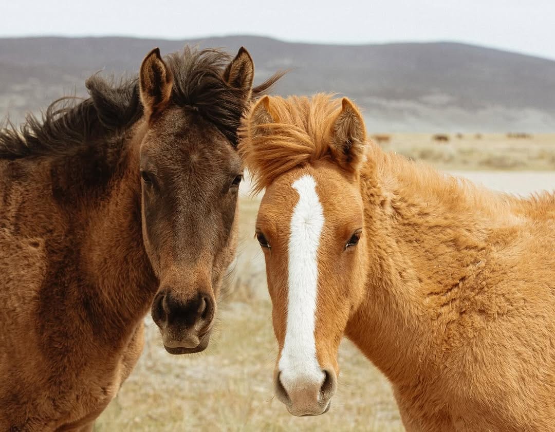 Post 3 by This Wild Romance on Instagram (carousel)
