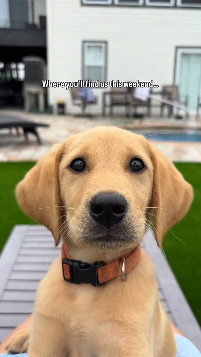 Post 3 by Sporting Life Kennels on Instagram (video)