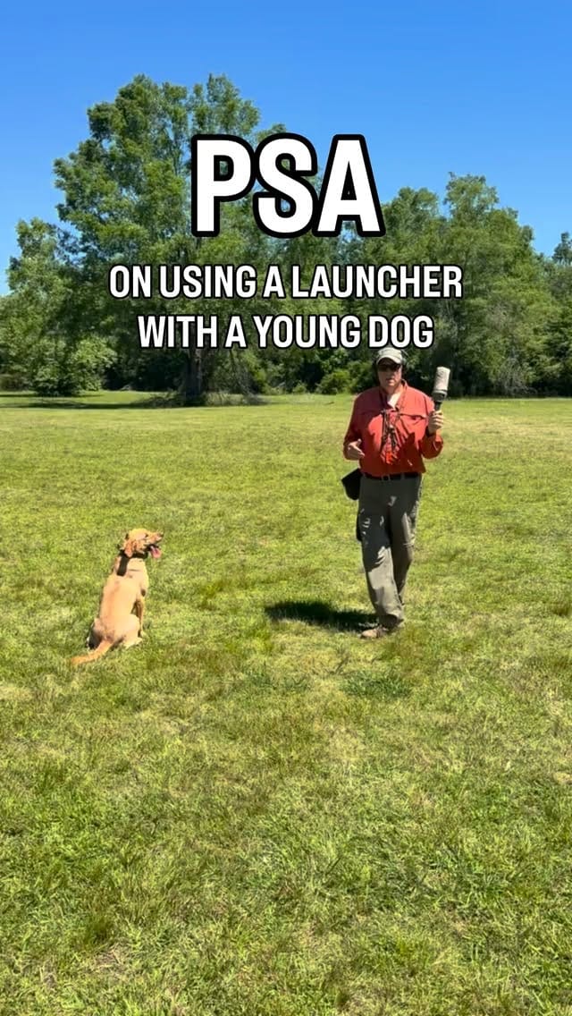 Post 4 by Sporting Life Kennels on Instagram (video)