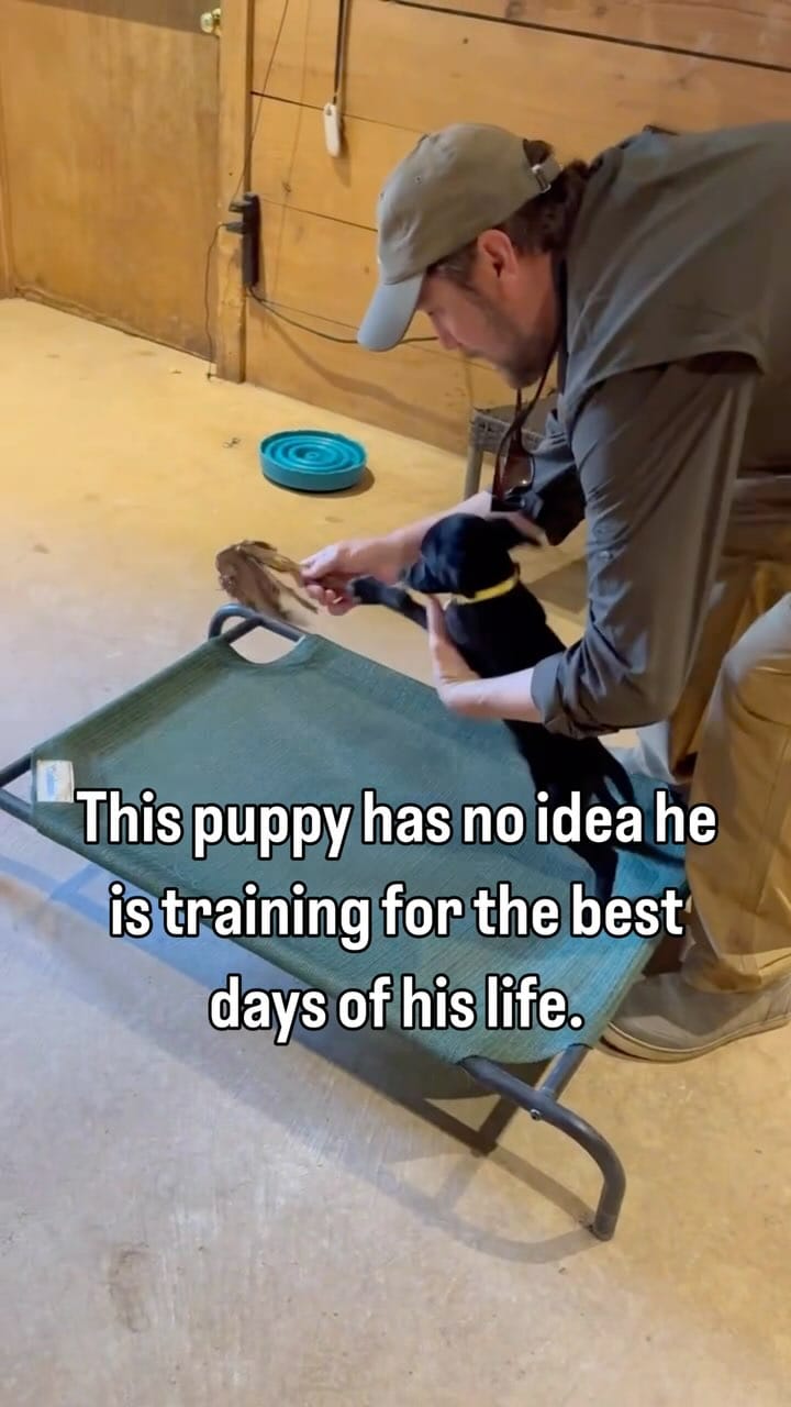 Post 10 by Sporting Life Kennels on Instagram (video)