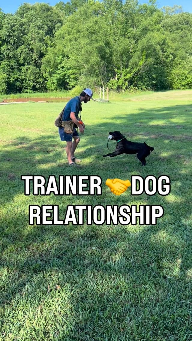 Post 1 by Sporting Life Kennels on Instagram (video)