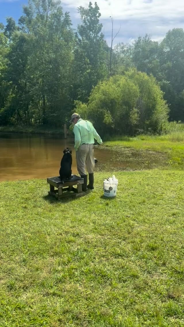 Post 6 by Sporting Life Kennels on Instagram (video)