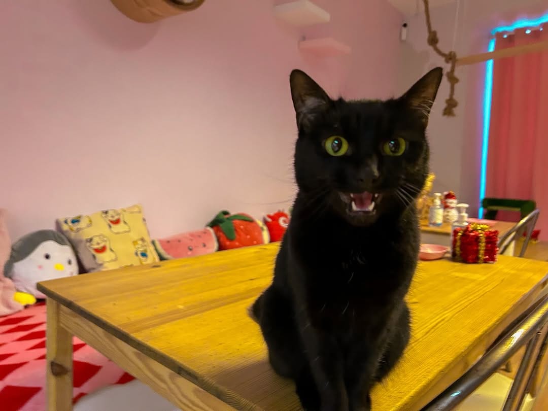 Post 7 by Mog On The Tyne Cat Cafe on Instagram (image)