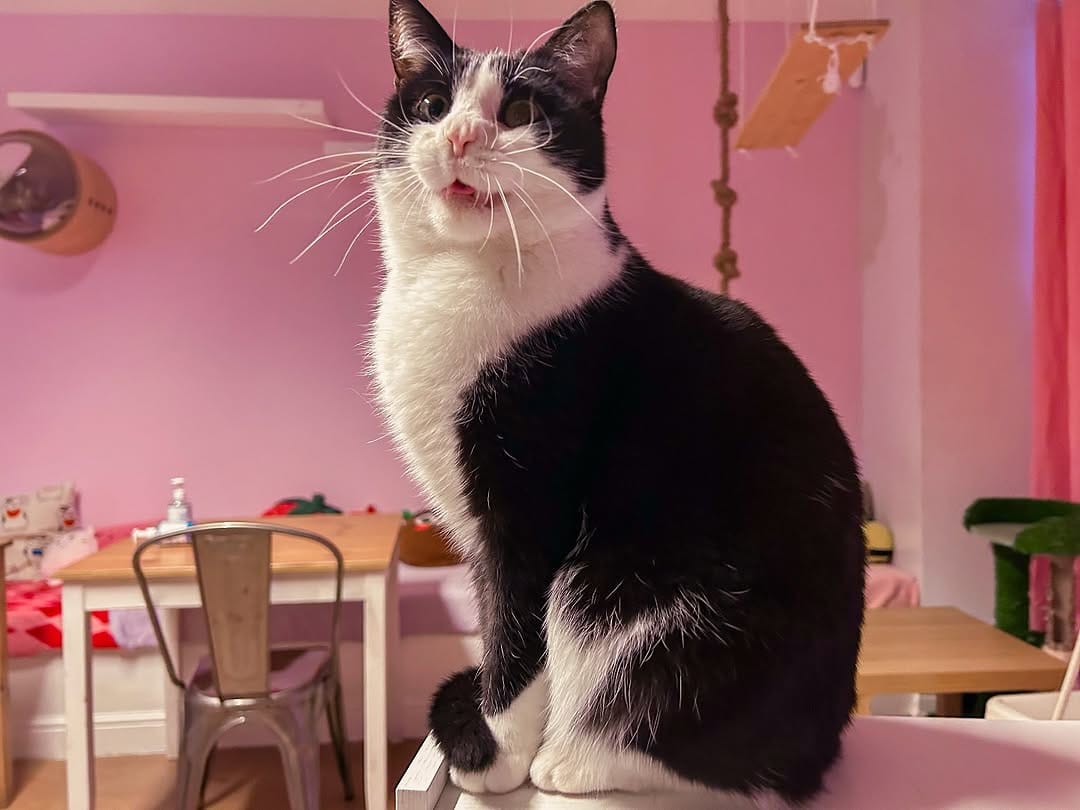 Post 9 by Mog On The Tyne Cat Cafe on Instagram (image)