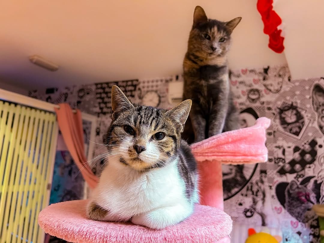 Post 10 by Mog On The Tyne Cat Cafe on Instagram (image)