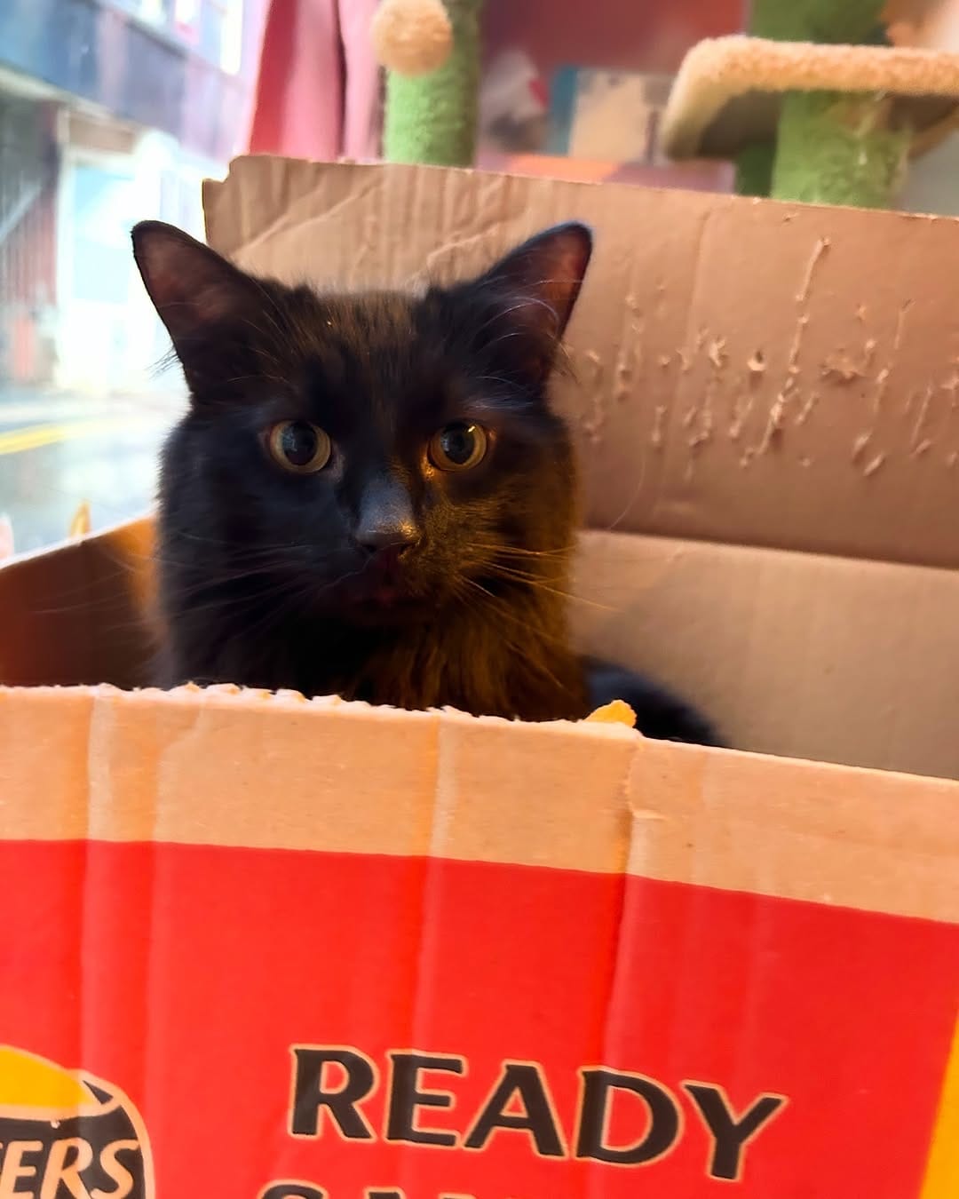 Post 6 by Mog On The Tyne Cat Cafe on Instagram (image)