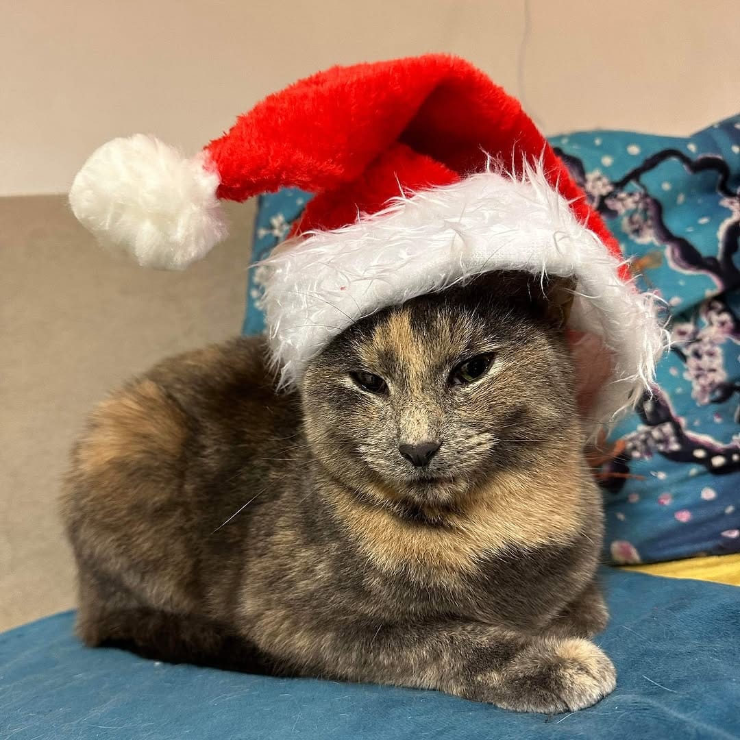 Post 5 by Mog On The Tyne Cat Cafe on Instagram (image)