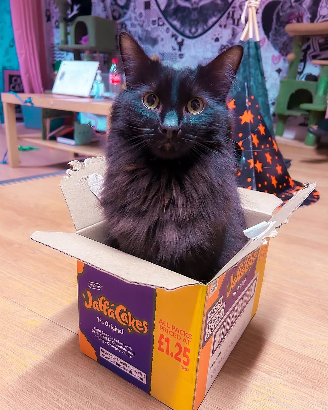Post 4 by Mog On The Tyne Cat Cafe on Instagram (image)