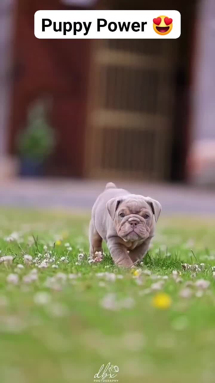 Post 5 by Baxter | Content Creator on Instagram (video)