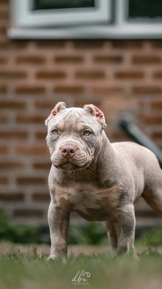 Post 10 by Baxter | Content Creator on Instagram (video)