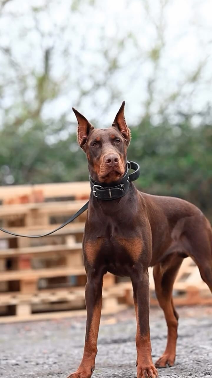 Post 2 by Baxter | Content Creator on Instagram (video)