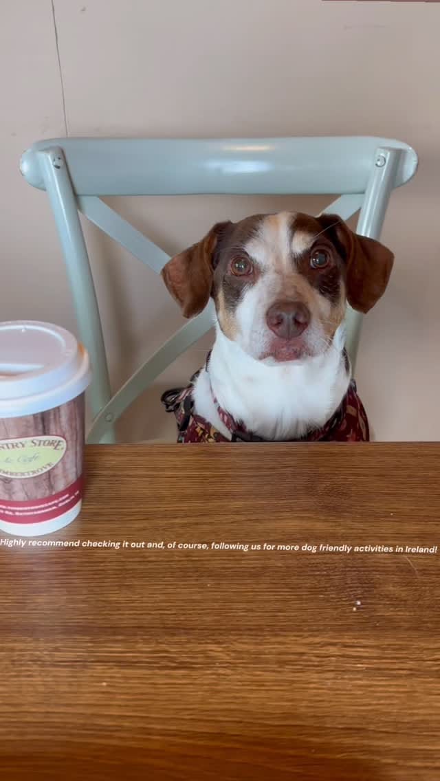 Post 1 by Pet Friendly Dublin on Instagram (video)
