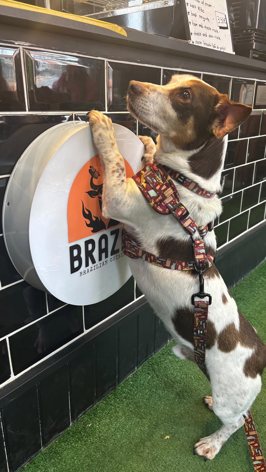 Post 2 by Pet Friendly Dublin on Instagram (video)