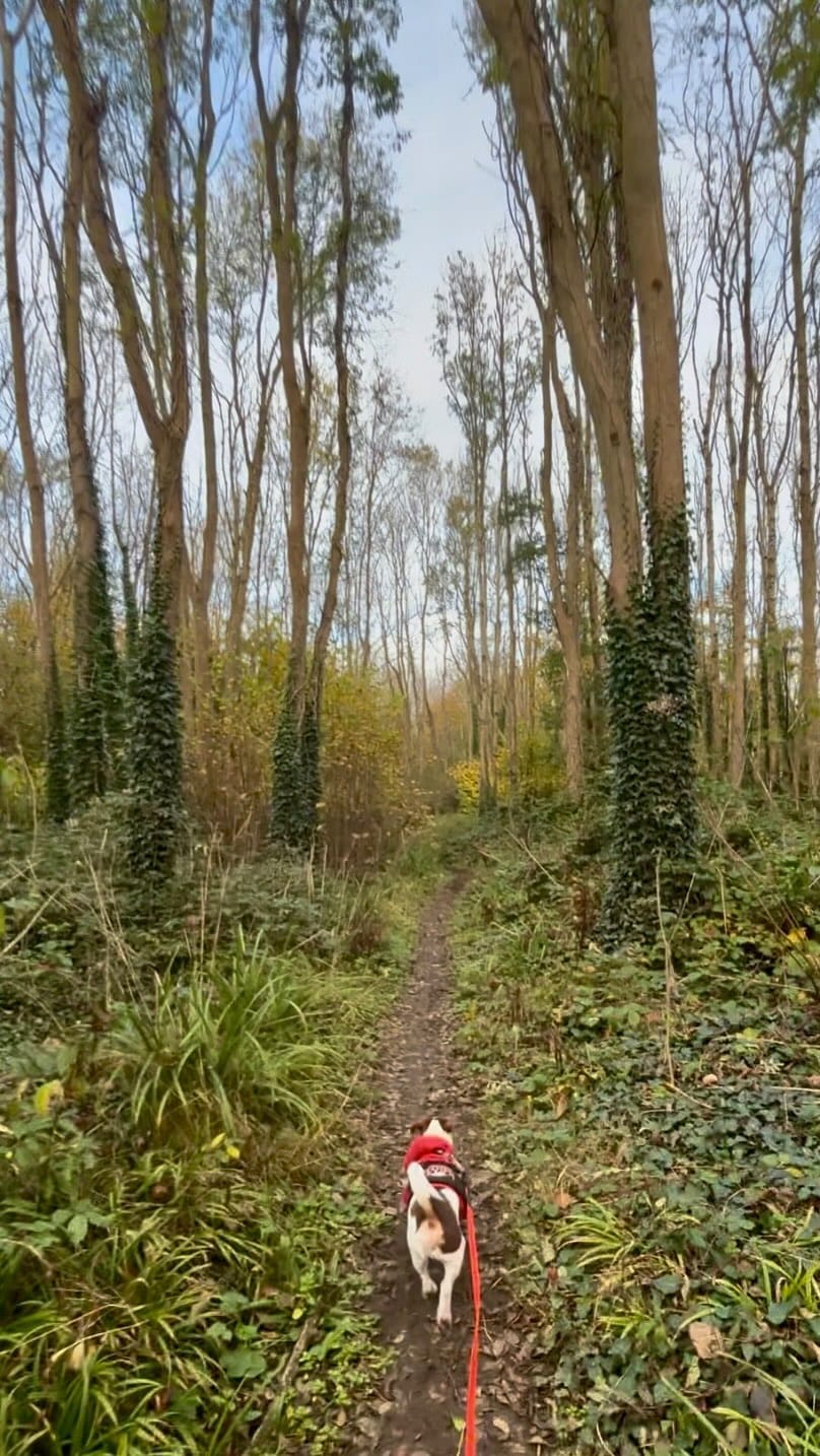 Post 6 by Pet Friendly Dublin on Instagram (video)