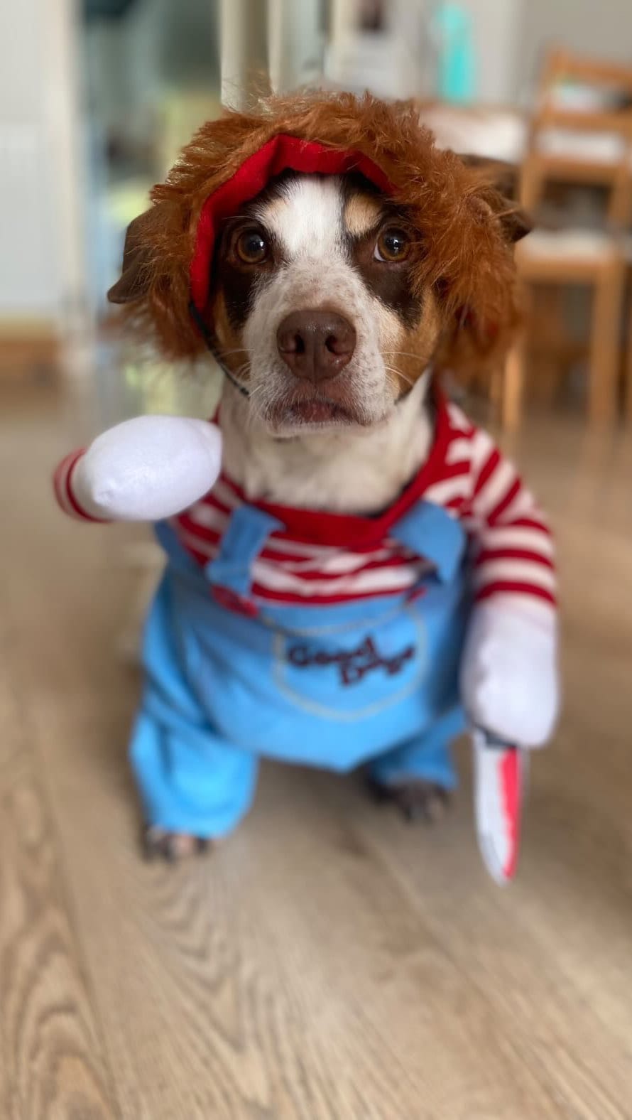 Post 8 by Pet Friendly Dublin on Instagram (video)