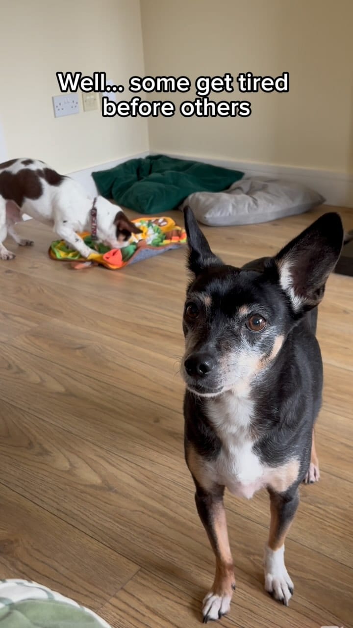 Post 3 by Pet Friendly Dublin on Instagram (video)