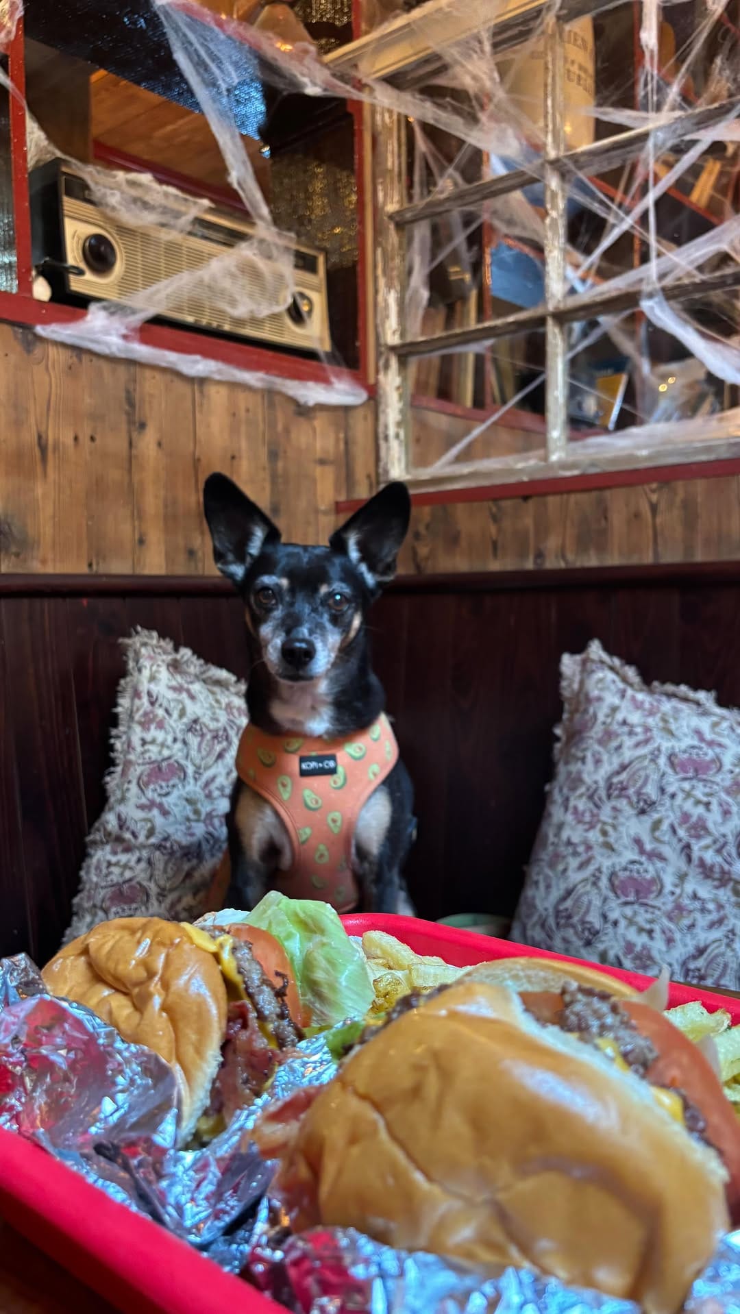 Post 7 by Pet Friendly Dublin on Instagram (video)