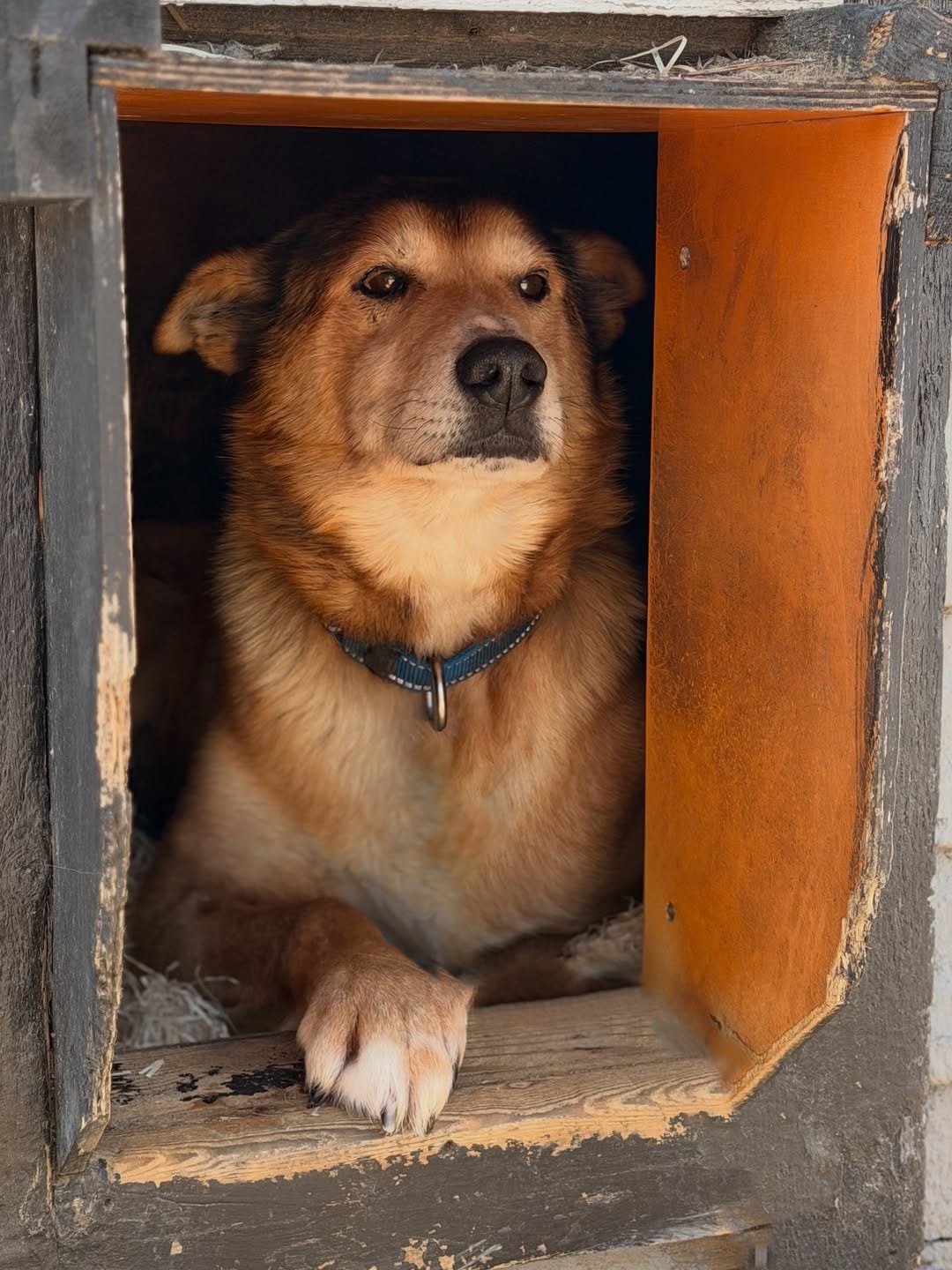 Post 8 by Hetta Huskies on Instagram (carousel)