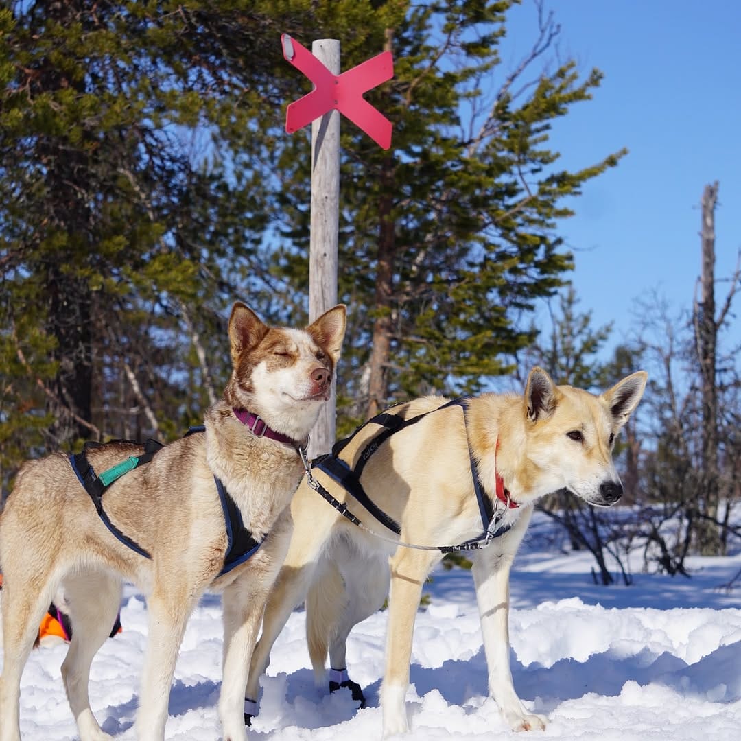 Post 5 by Hetta Huskies on Instagram (image)
