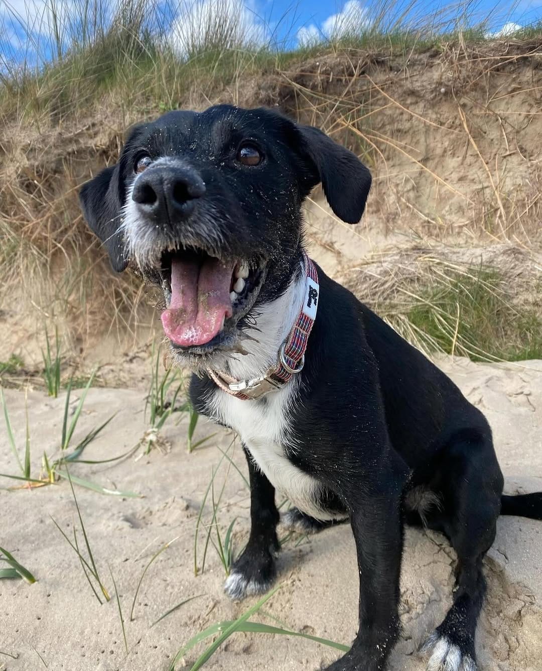 Post 2 by Pawfect by Jake on Instagram (carousel)