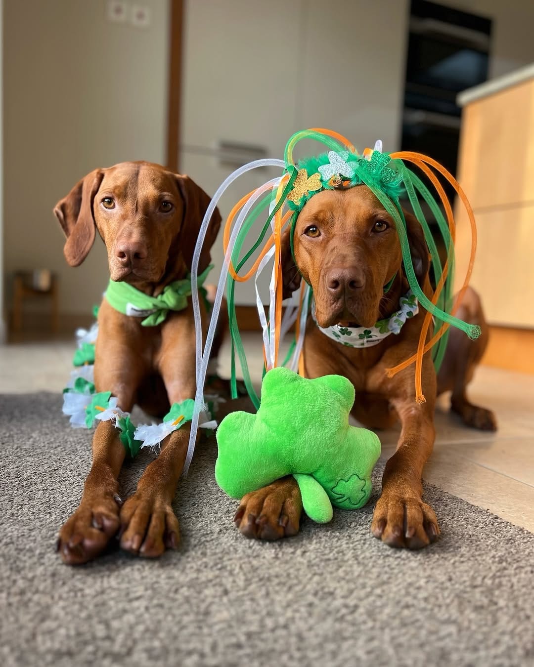 Post 5 by Pawfect by Jake on Instagram (image)
