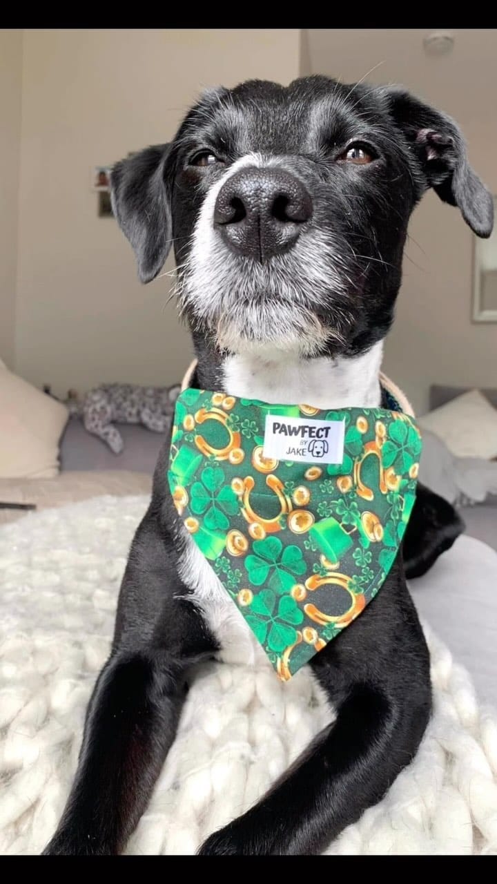Post 6 by Pawfect by Jake on Instagram (video)