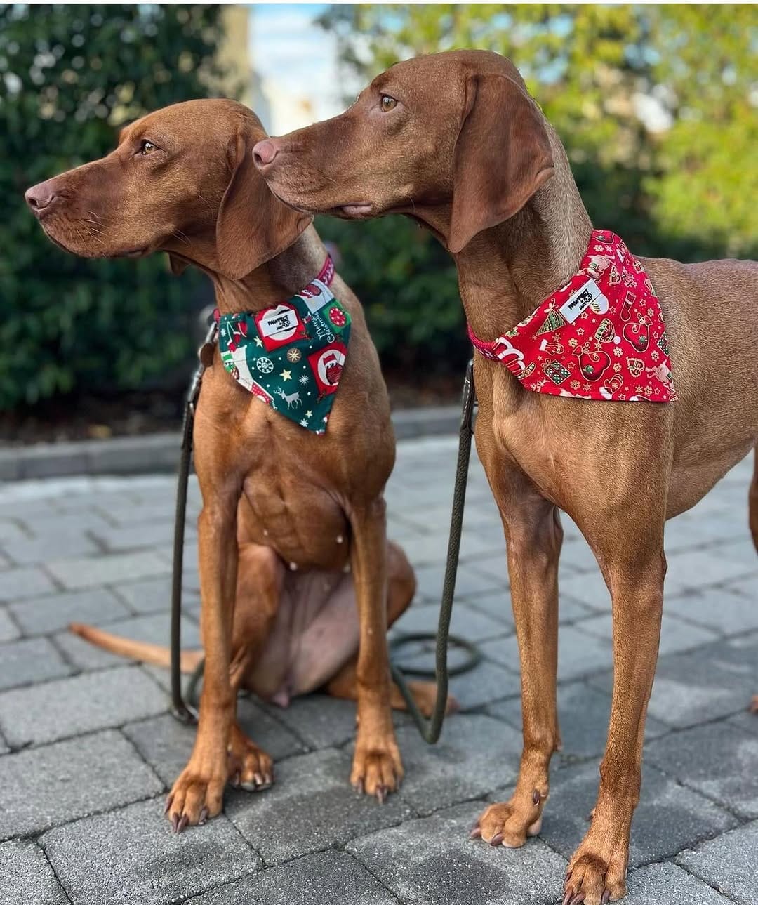 Post 10 by Pawfect by Jake on Instagram (carousel)