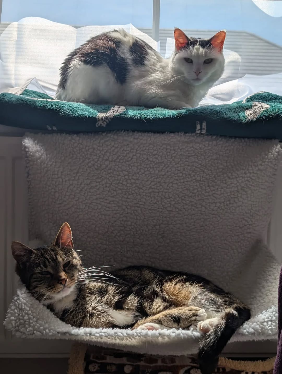 Post 4 by Chilli and Luna on Instagram (image)