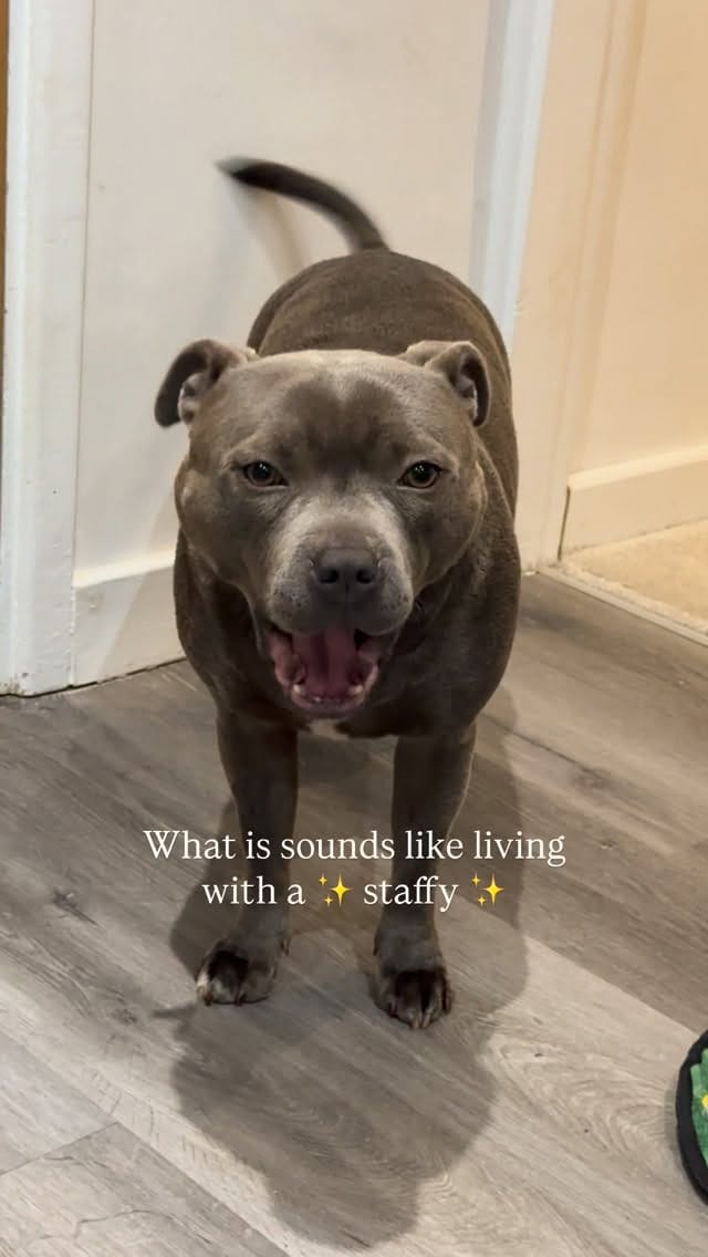 Post 6 by Bella the Beaut Blue 💖 on Instagram (video)