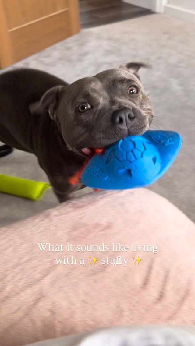 Post 5 by Bella the Beaut Blue 💖 on Instagram (video)