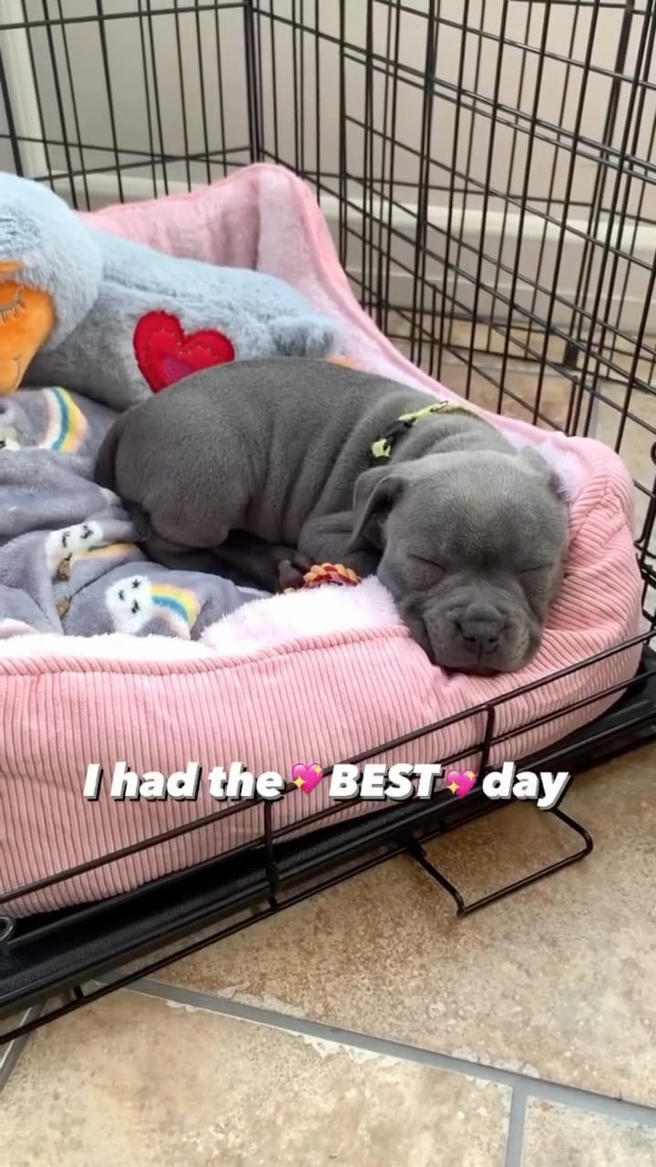 Post 2 by Bella the Beaut Blue 💖 on Instagram (video)