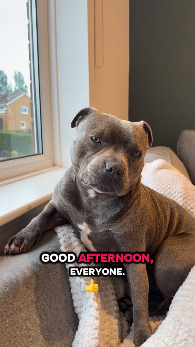 Post 7 by Bella the Beaut Blue 💖 on Instagram (video)