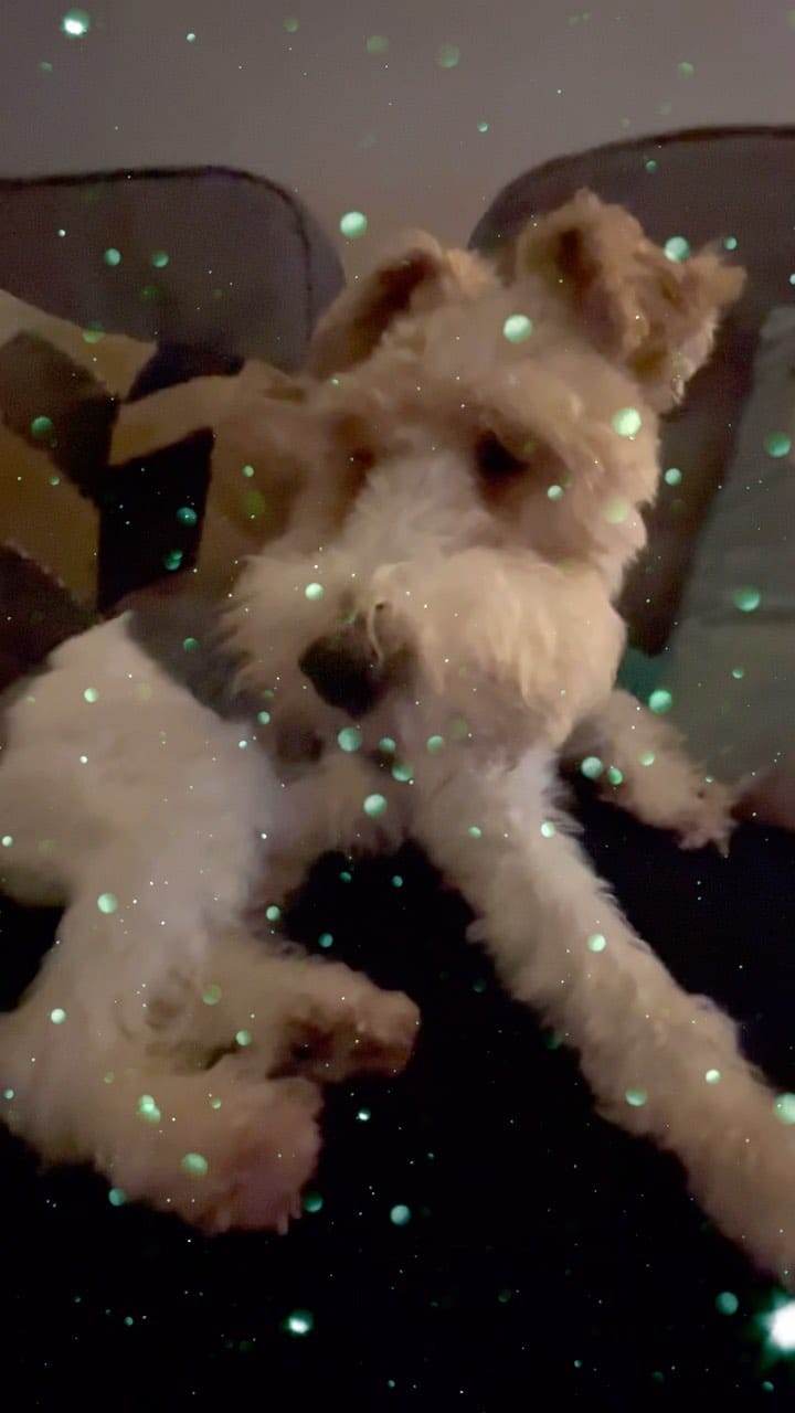 Post 4 by Bella the fox terrier on Instagram (video)