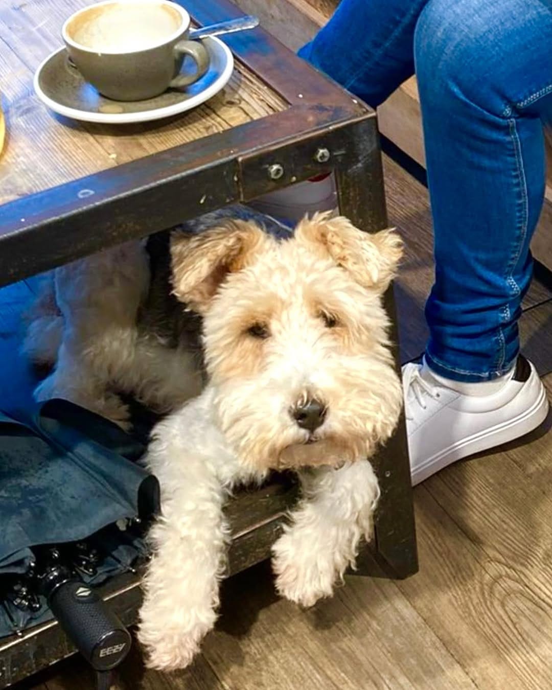 Post 2 by Bella the fox terrier on Instagram (image)