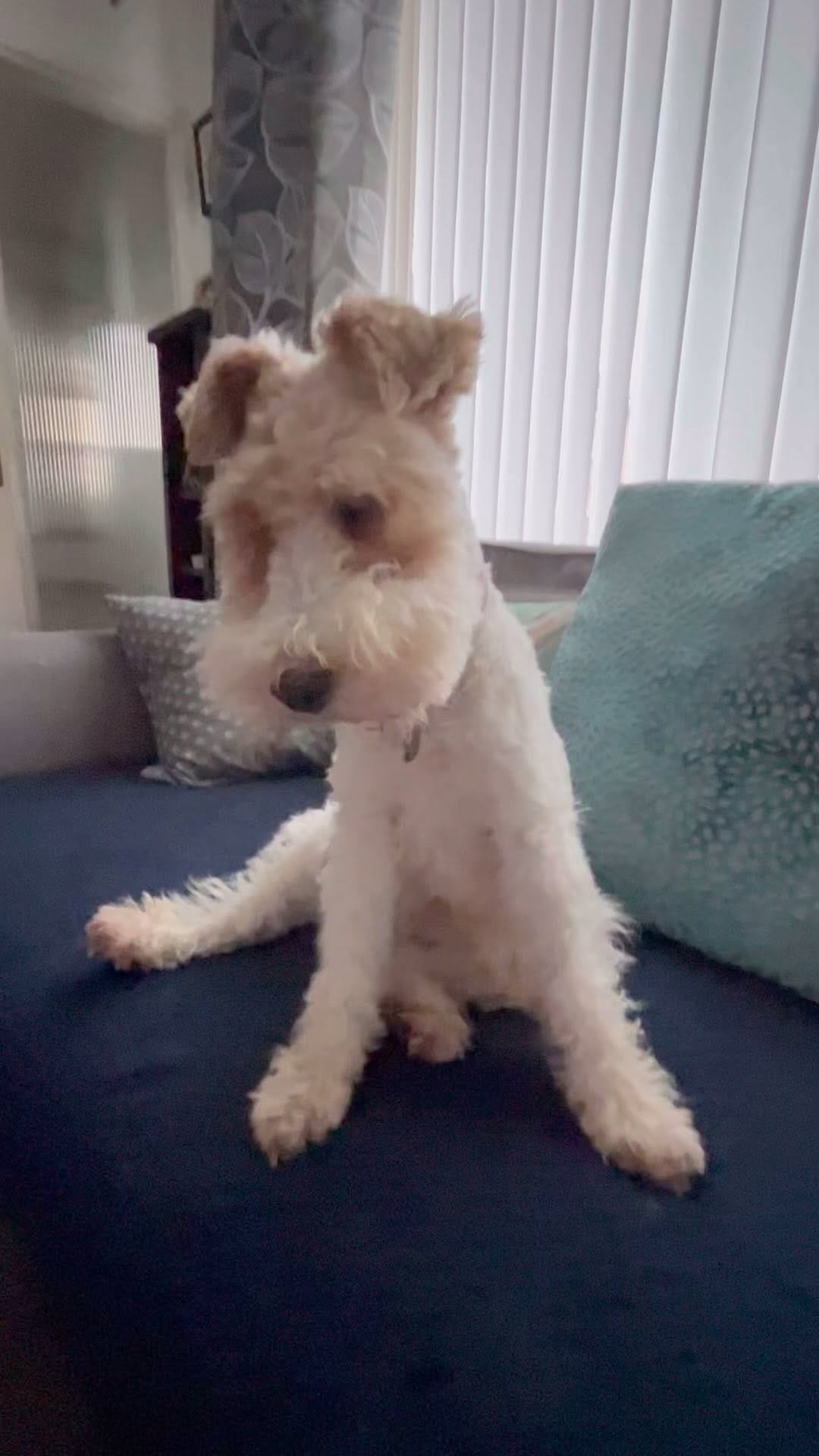 Post 5 by Bella the fox terrier on Instagram (video)