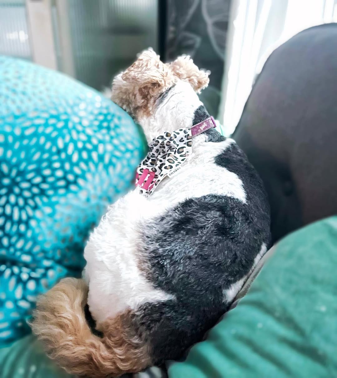 Post 9 by Bella the fox terrier on Instagram (image)