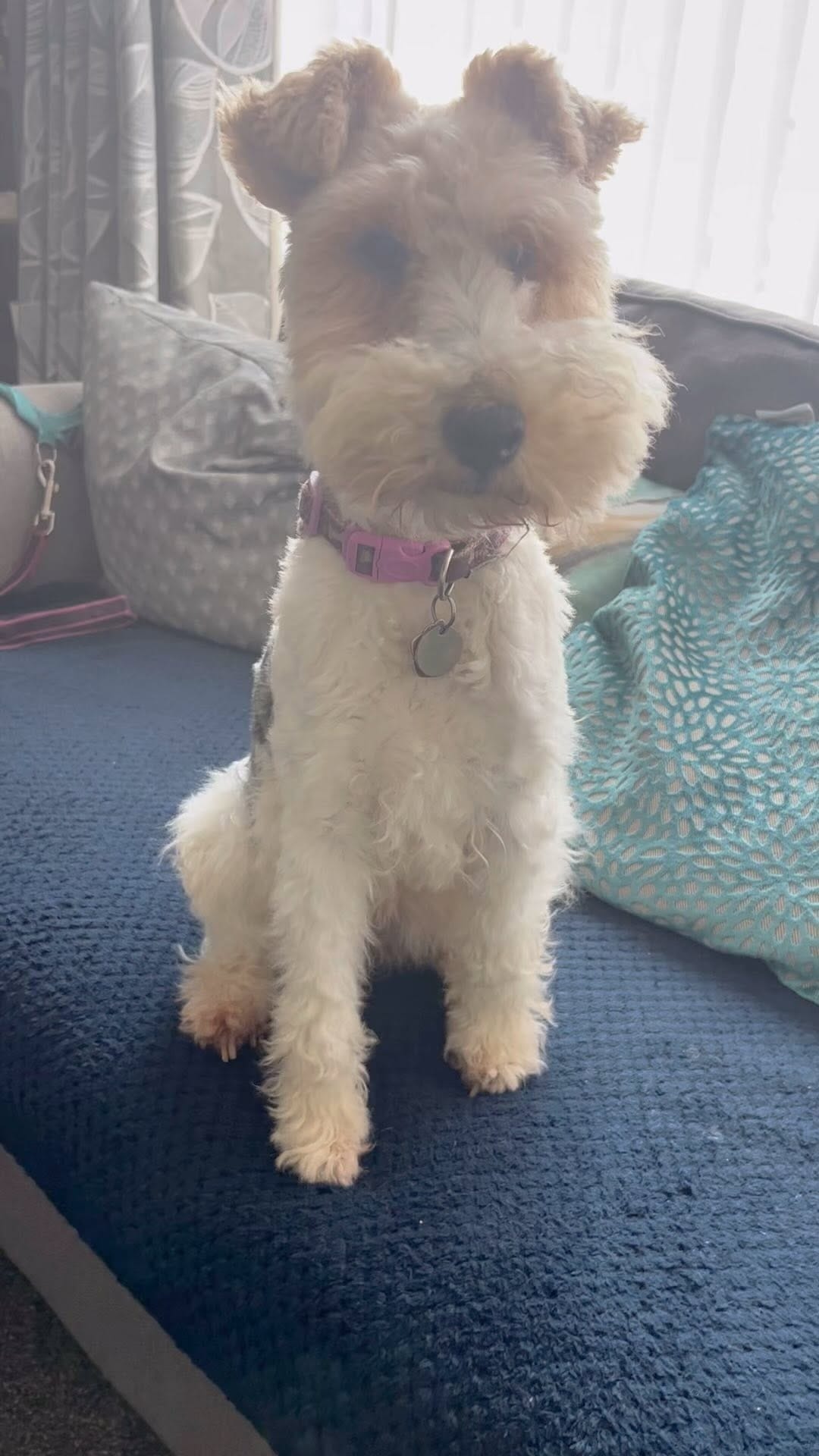 Post 6 by Bella the fox terrier on Instagram (video)