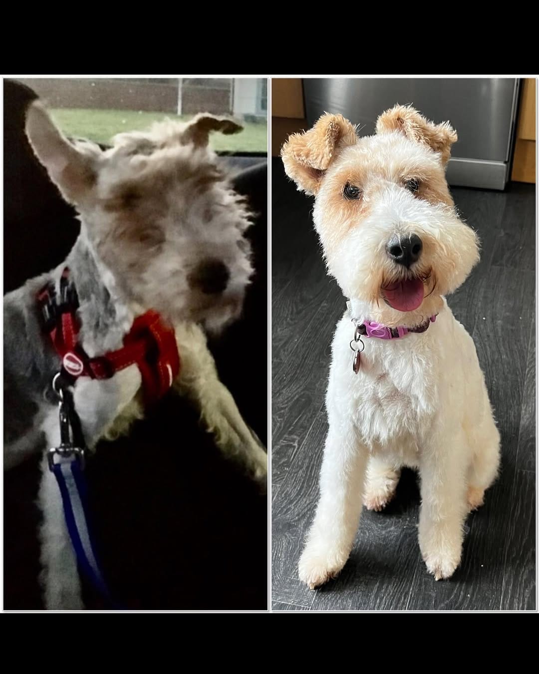Post 7 by Bella the fox terrier on Instagram (image)