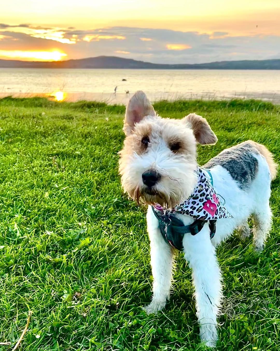 Post 8 by Bella the fox terrier on Instagram (image)